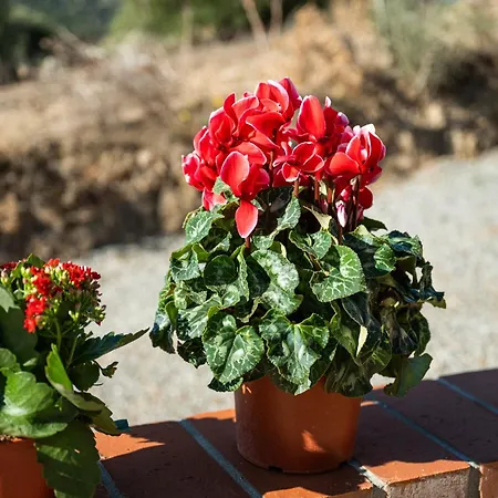 ゲストハウス Gutturu E Forru Villacidro